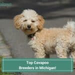 Top 7 Cavapoo Breeders in Michigan! (2023)