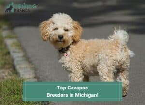 Top-Cavapoo-Breeders-in-Michigan-template