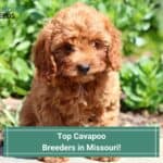 Top 6 Cavapoo Breeders in Missouri! (2023)