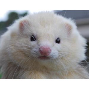 Top-Notch-Ferrets