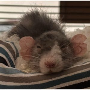 Treats-for-Pet-Rats