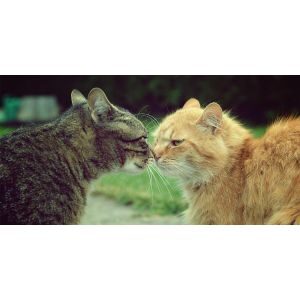 What-Are-Some-Examples-Of-Same-Sex-Behaviors-In-Cats