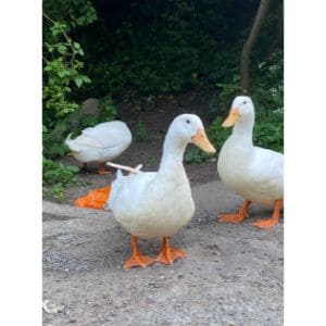 What-Are-The-Different-Kinds-Of-Ducks