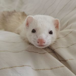 What-are-Ferrets