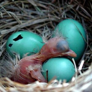 What-to-Do-If-You-Find-a-Fallen-Baby-Bird