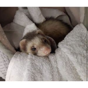 What-to-Look-for-When-Purchasing-Ferret-Diapers