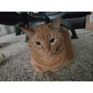 Whats-a-Cat-Loaf