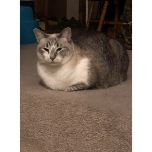 When-is-Cat-Loafing-an-Issue