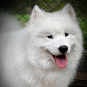 White-Gold-Samoyeds