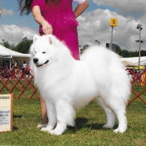 White-Magic-Samoyeds