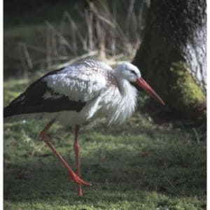 White-Stork