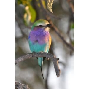 Why-Are-The-Bones-Of-Birds-Hollow