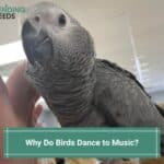 Why Do Birds Dance to Music? (2023)