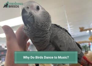 Why-Do-Birds-Dance-to-Music-template