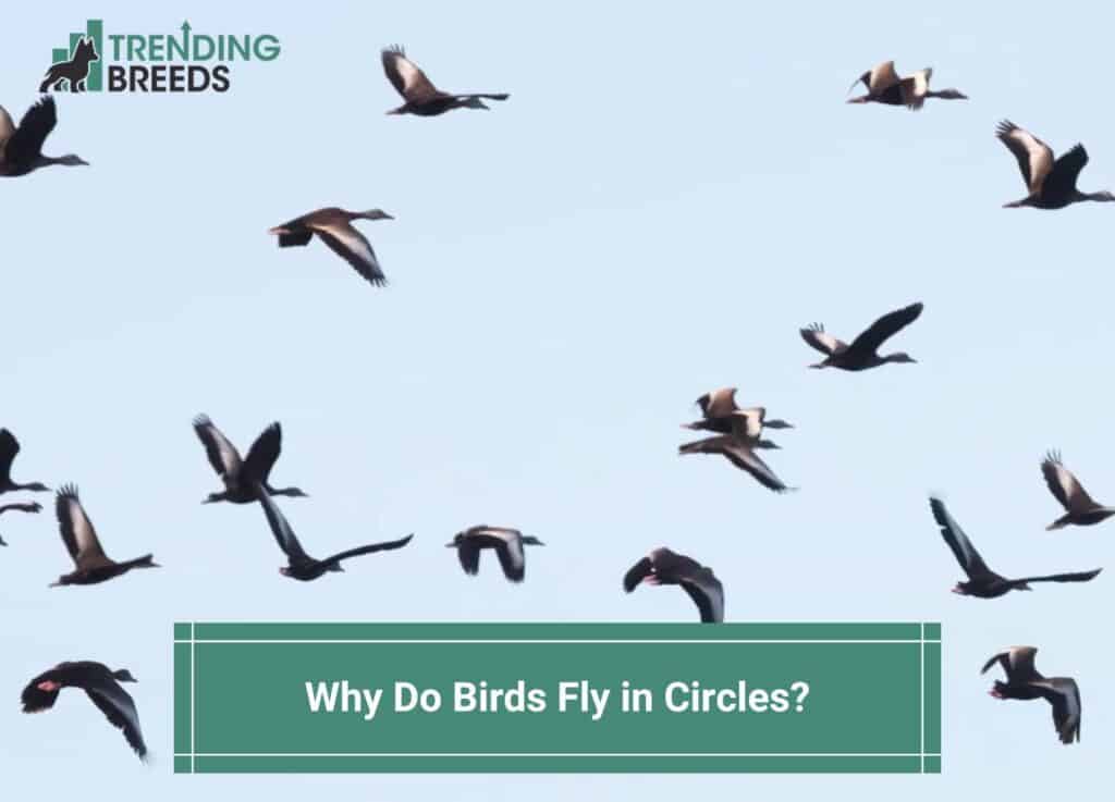 Why-Do-Birds-Fly-in-Circles-template