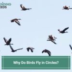 Why-Do-Birds-Fly-in-Circles-template