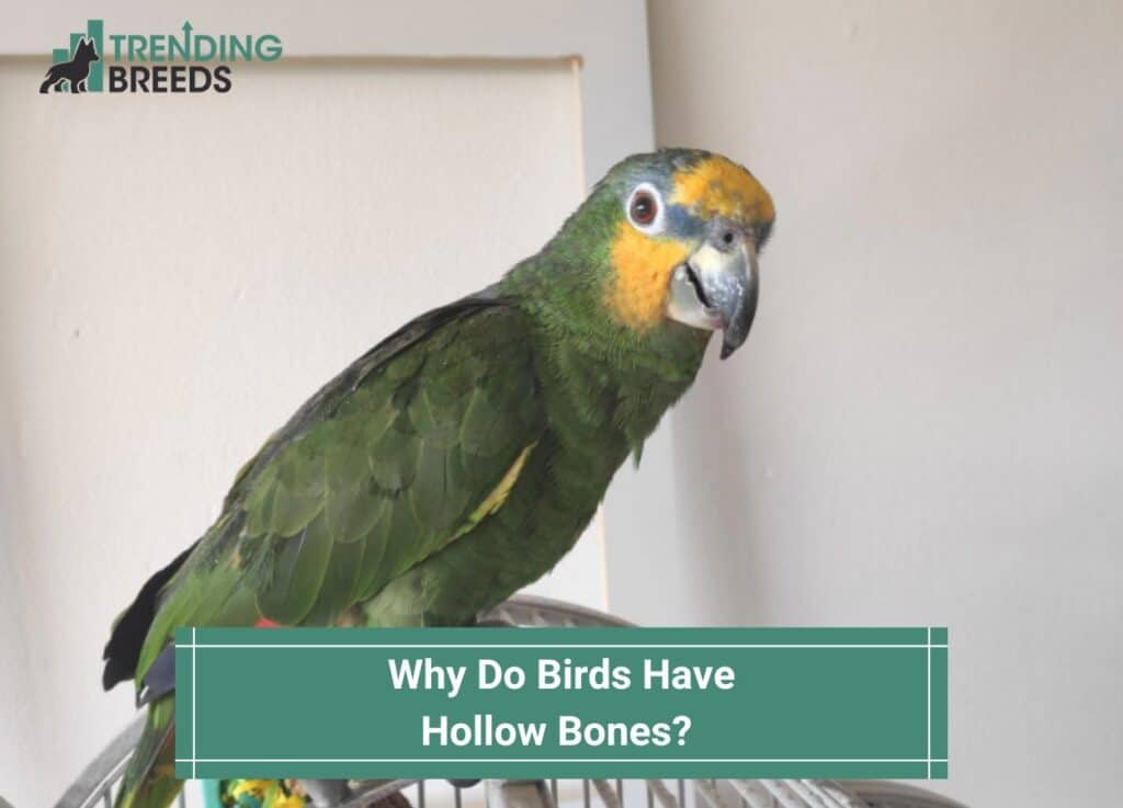 Why-Do-Birds-Have-Hollow-Bones-template