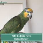 Why-Do-Birds-Have-Hollow-Bones-template