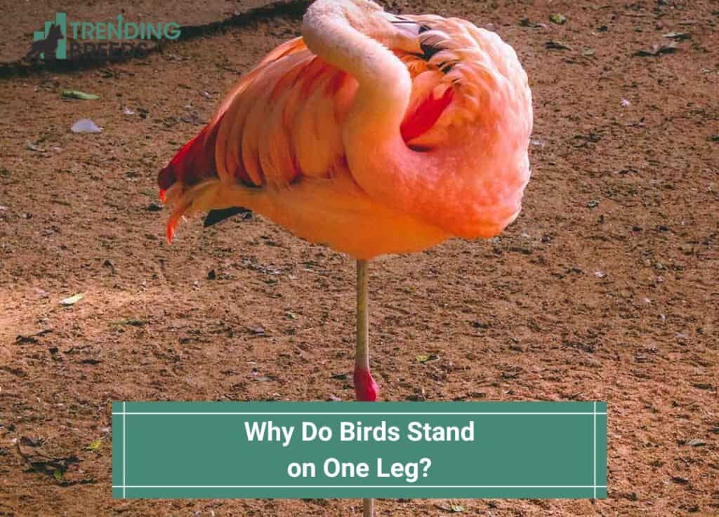 Why Do Birds Stand on One Leg-template