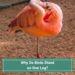 Why Do Birds Stand on One Leg-template