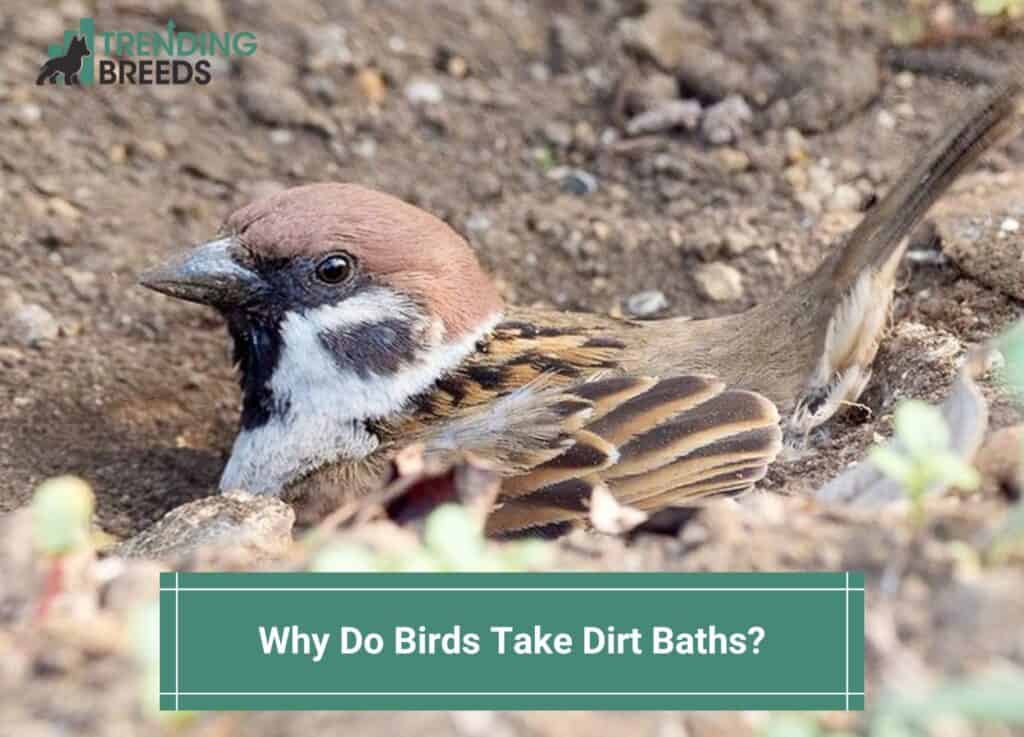 Why-Do-Birds-Take-Dirt-Baths-template