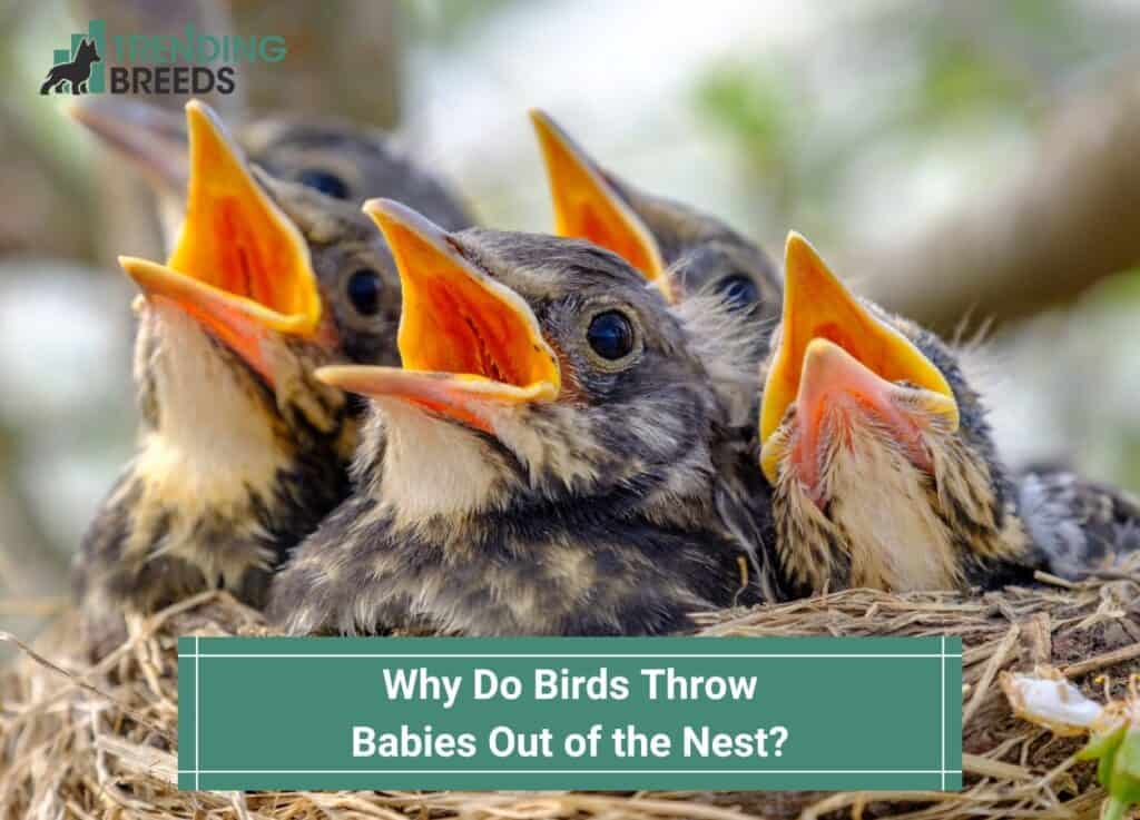 Why Do Birds Throw Babies Out of the Nest-template