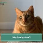 Why-Do-Cats-Loaf-template
