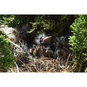 Why-Do-Mother-Birds-Throw-Babies-Out-of-the-Nest
