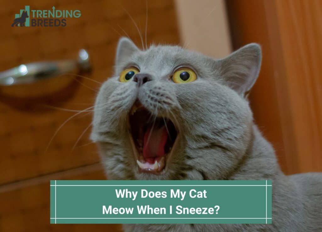 Why-Does-My-Cat-Meow-When-I-Sneeze-template