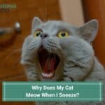 Why Does My Cat Meow When I Sneeze? Top Reasons! (2023)
