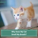 Why Does My Cat Smell My Breath? Possible Causes and What To Do! (2023)