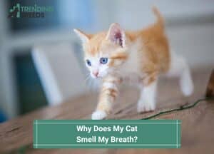 Why-Does-My-Cat-Smell-My-Breath-template