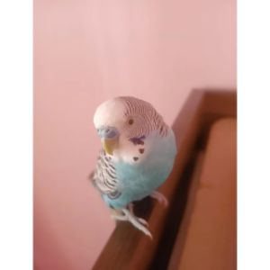 Why-Is-My-Bird-Not-Moving Bird Won't Move But Is Alive