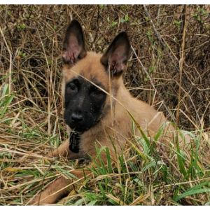 Will-Power-Malinois