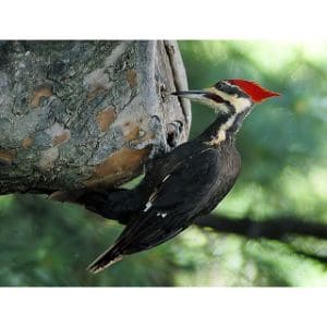 Woodpeckers