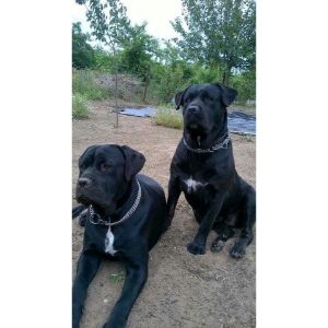 cane-corso-in-new-york