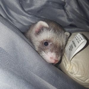 ferrets