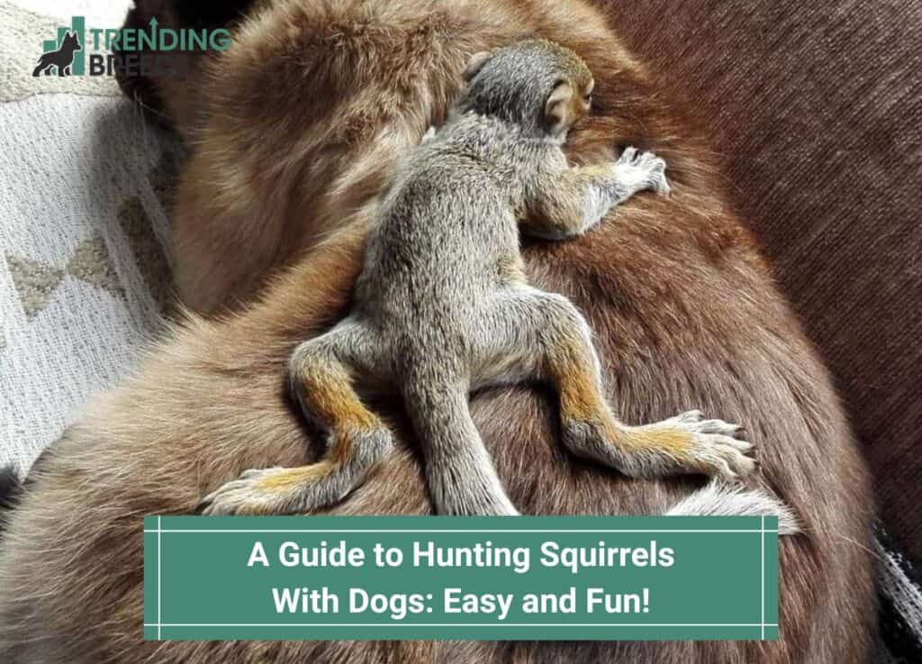 A-Guide-to-Hunting-Squirrels-With-Dogs-Easy-and-Fun-template
