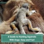 A Guide to Hunting Squirrels With Dogs: Easy and Fun! (2023)