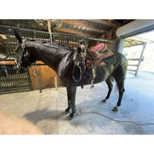 Advice-From-the-NHS-on-Horse-Riding-During-Pregnancy