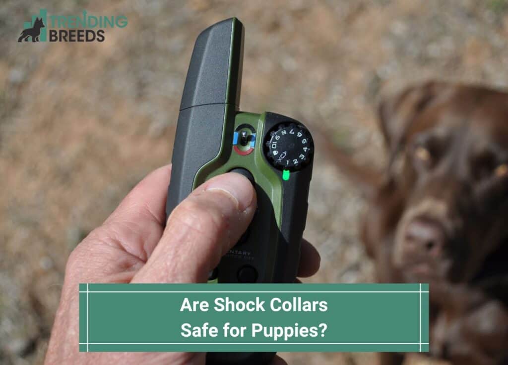 Are Shock Collars Safe for Puppies-template