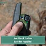 Are Shock Collars Safe for Puppies-template