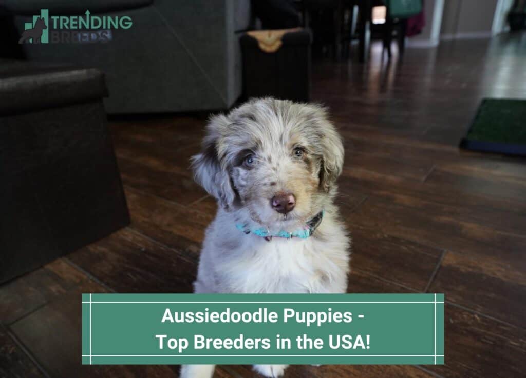 Aussiedoodle-Puppies-Top-Breeders-in-the-USA-template