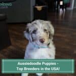 Aussiedoodle Puppies - Top 6 Breeders in the US! (2023)
