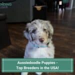 Aussiedoodle-Puppies-Top-Breeders-in-the-USA-template