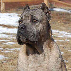 Avalanche-Cane-Corso