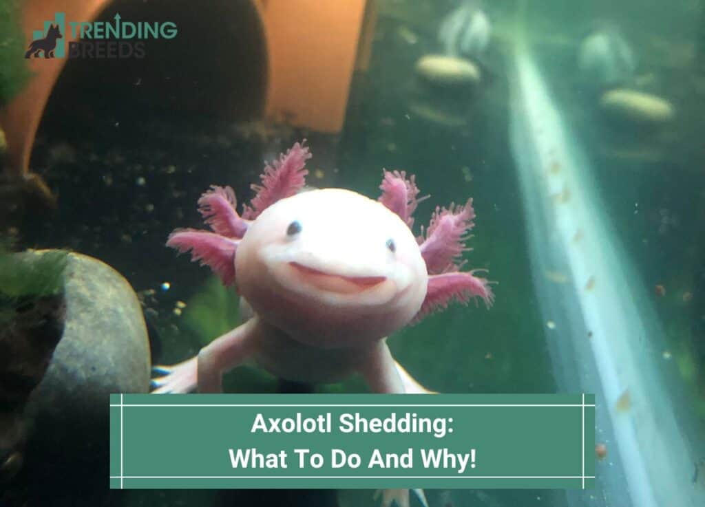 Axolotl-Shedding-What-To-Do-And-Why-template