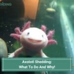 Axolotl Shedding: What To Do And Why! (2023)