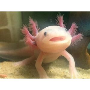 Axolotl-Skin-vs-Axolotl-Slime-Coat