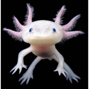 Axolotl-Slime-Coat